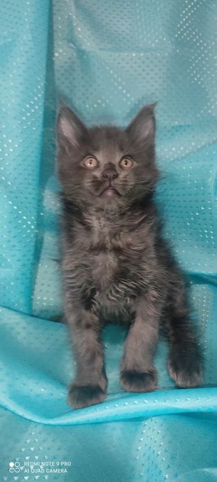 Мейн - Кун котята