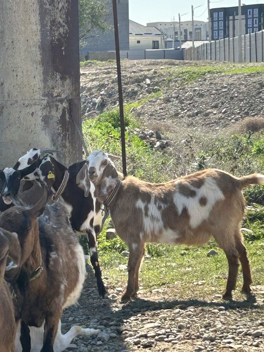 Сүтті Ешкі сатылады