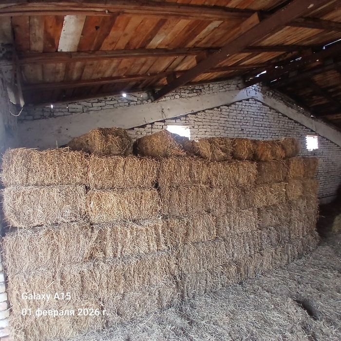 Пичан прис сотилади