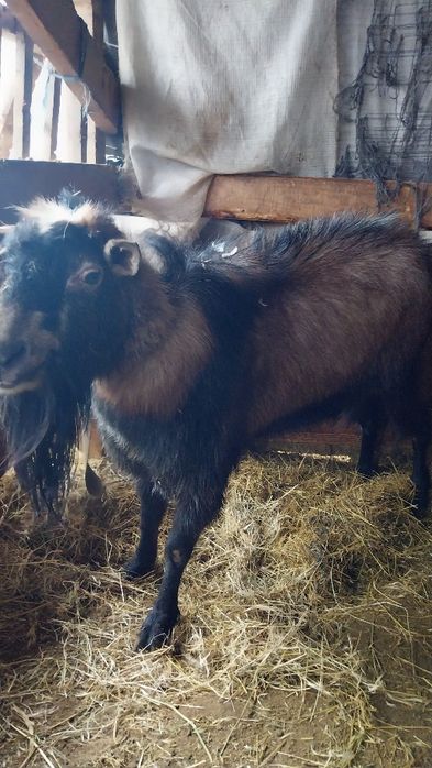 Vand sau schimb Tap Alpin mare