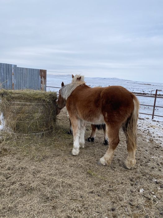 Продается жеребец советский тяжеловоз