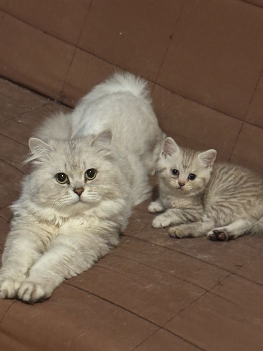 British longhair