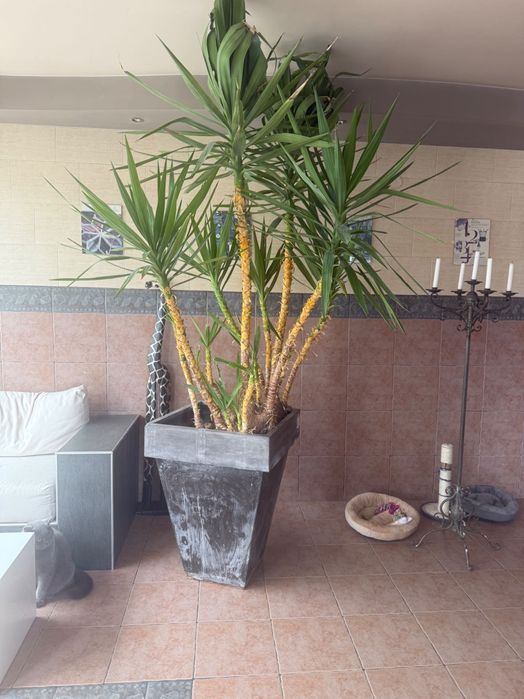 Цветя ЮКА, Кактус, Алое Вера, Финикова палма