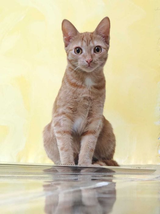 Отдам рыжую кошечку