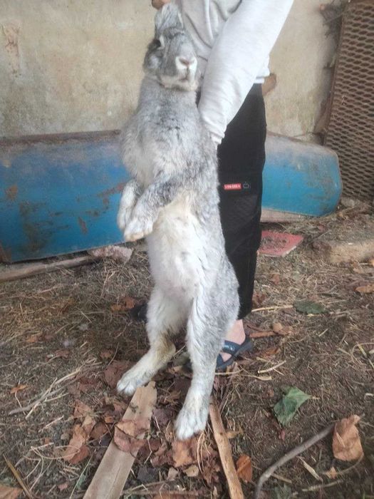 Куёнлар домашний
