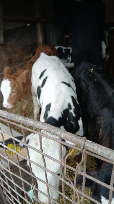 Vand Viteii intarcatii