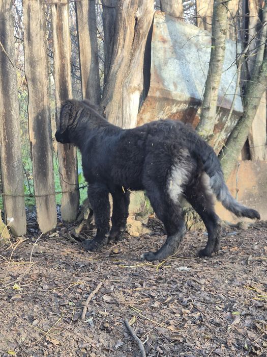 Ciobanesc Corb femelă