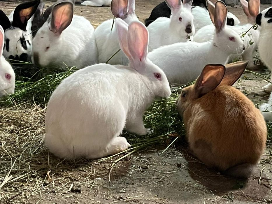 Продам домашних кроликов