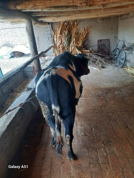 Buqa sotiladi yeb ichishiga javob toy tepada