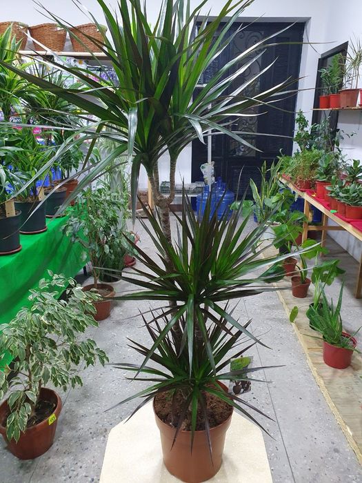 Drasena Magenta [Драцена Магента]