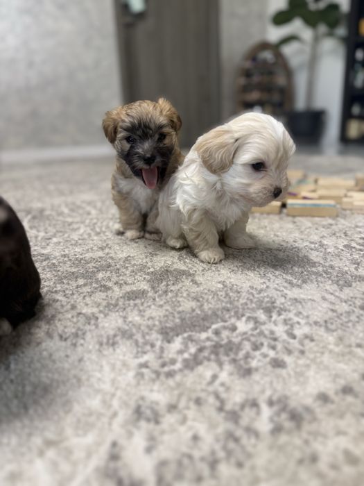 Bishon- cautam casute