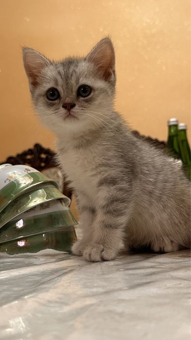 Продаётся кошка серебристая шиншилла девочка