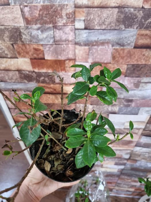 СКИДКА комнатных цветок Гардения Gardeniya Adaptatsyadan o'tgan tayyor