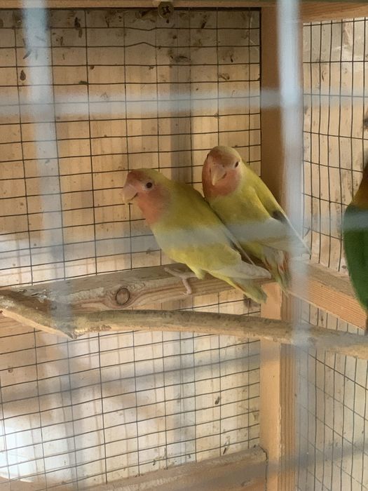 Попугайчики неразлучники молодые продаются