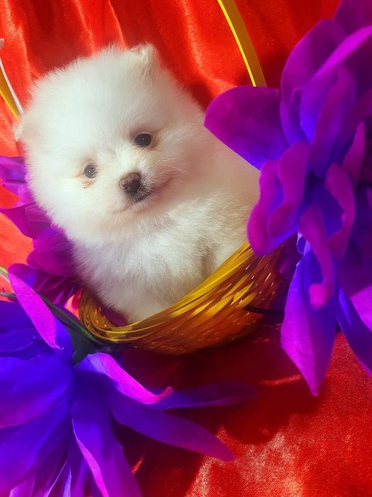 Щенки - Немецкий Шпиц