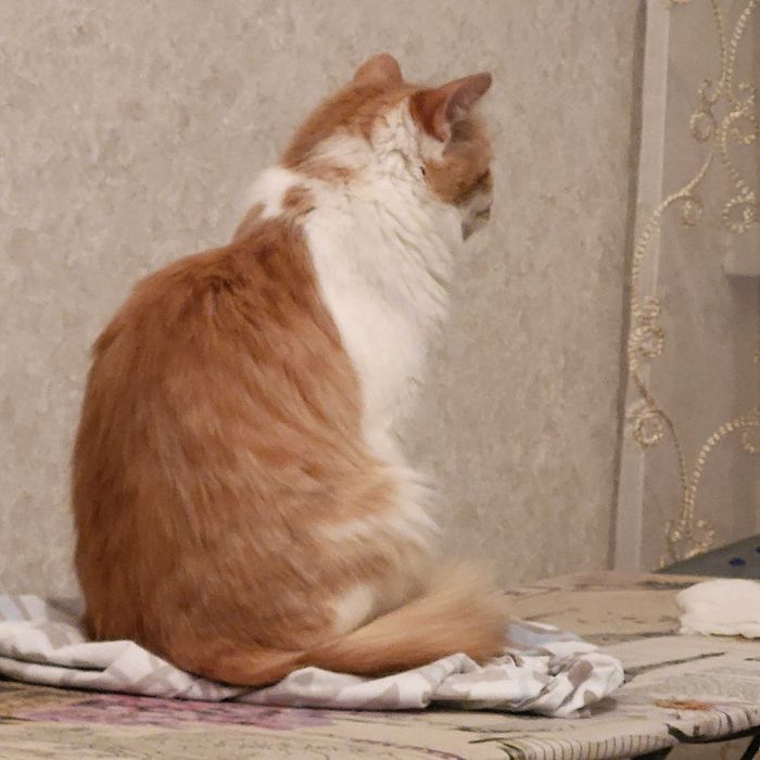 Отдам кошку в добрые руки