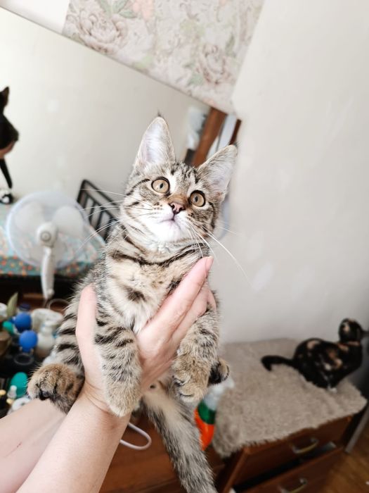 Отдам котенка девочку