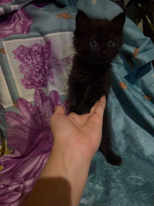 котята ищут новый дом