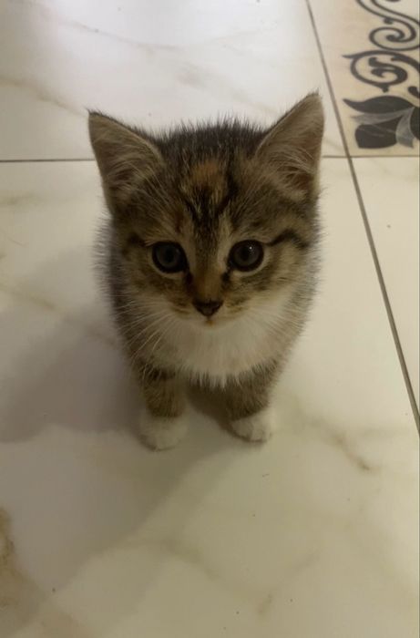 Отдадим наших кошечек