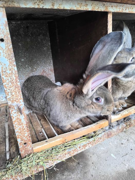 Белгийски великани