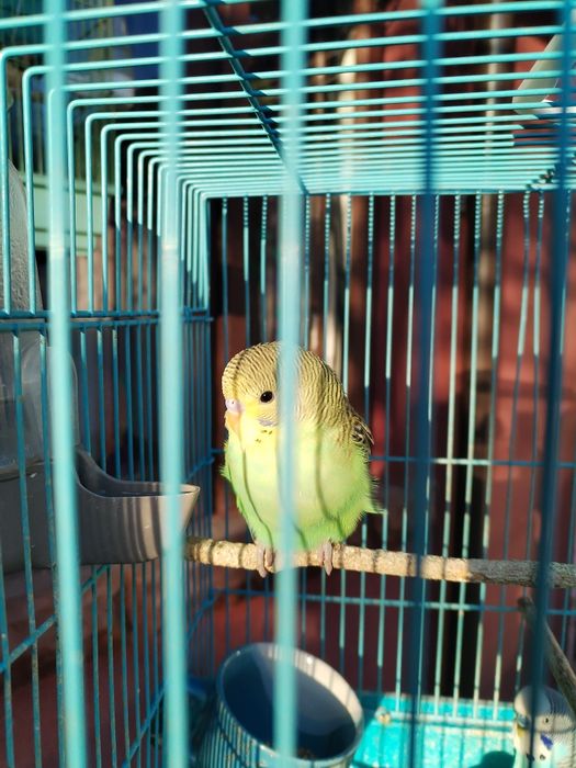 Vând perusi galbeni