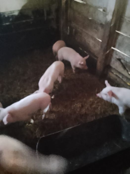 Продам поросят месячных