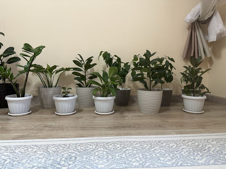 Цветы в горшоке разных видов