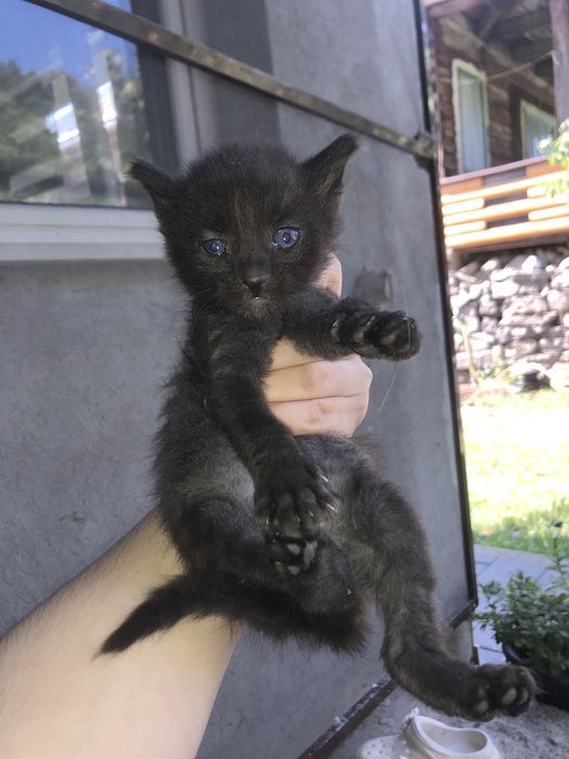 Puiuți de pisică spre adopție