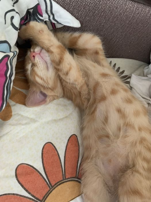 Котята 8 недель рыженькие.