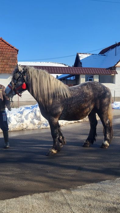 Vând armăsar 3 ani