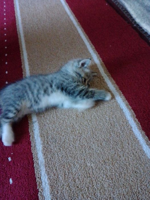 Mushuk Britaniyalik  zotli