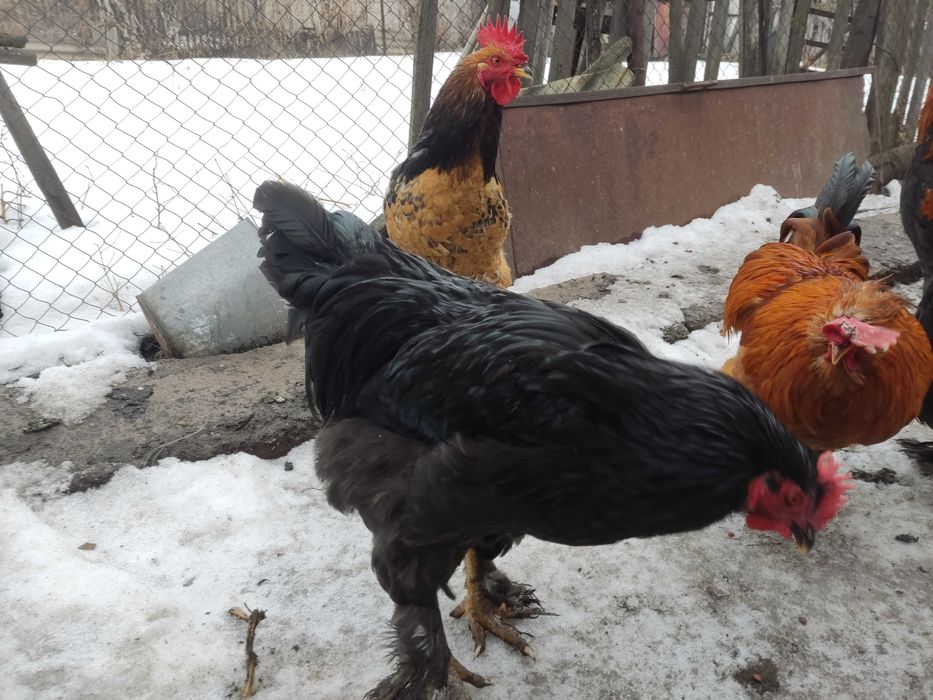 Продаются молодые петухи