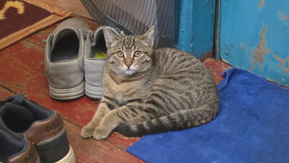 Отдам котенка в добрые руки