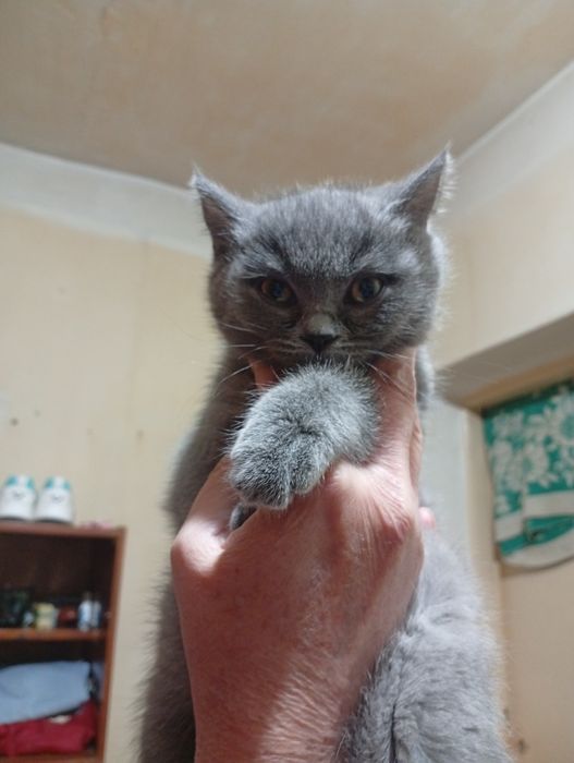 Породистые котята