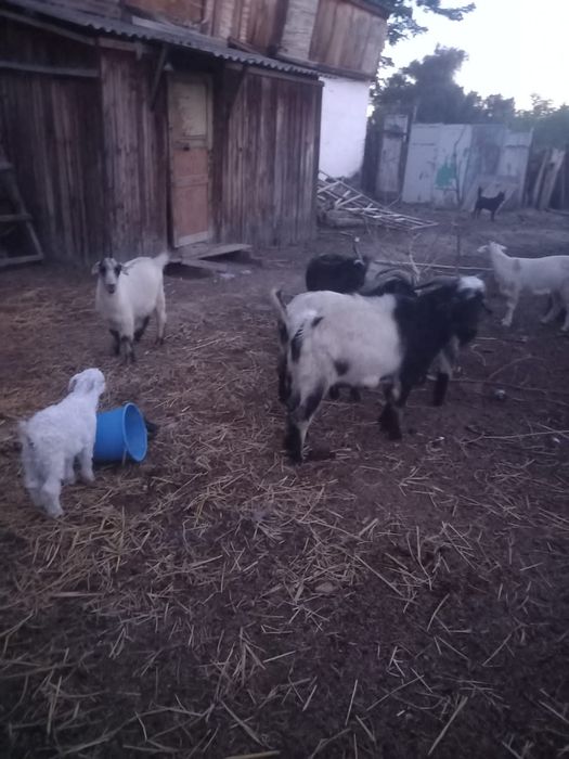 Жирных козы продам