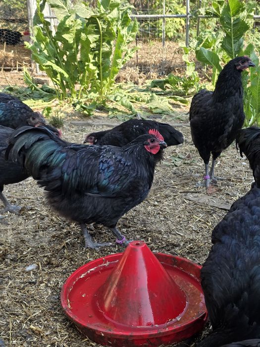 Cocoși Australorp negru și Brahma