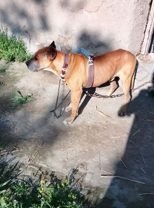 Kuchuk zotdor yaxshi toza