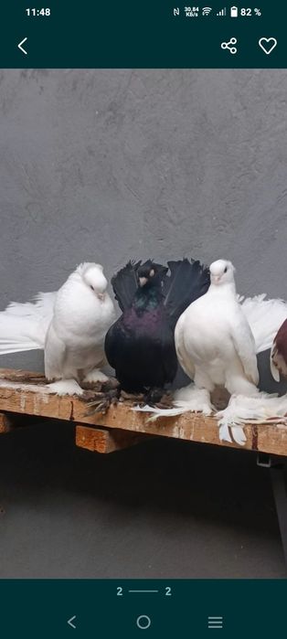 Продаются статные голуби