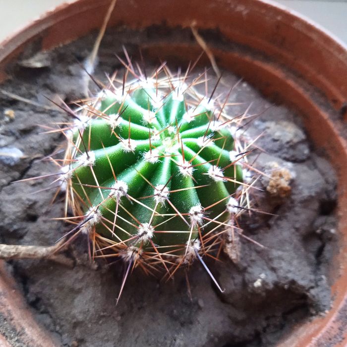 Домашние цветы кактус