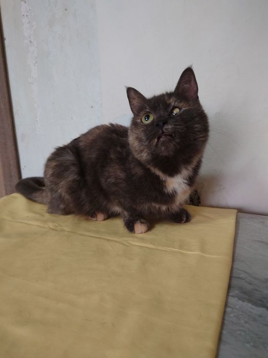 Кассандра готова ехать домой