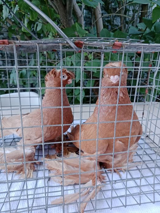 Продам пару жнлтых