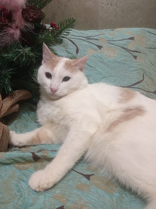 Кошки и котики на счастье