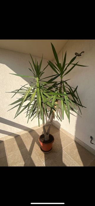Palmier Yucca de interior 2 m – plantă ornamentală mare