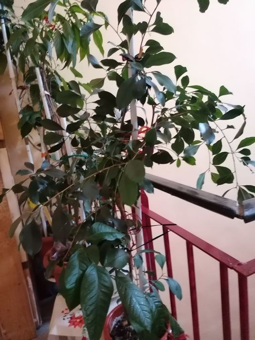 Flori ornamentale pentru birouri