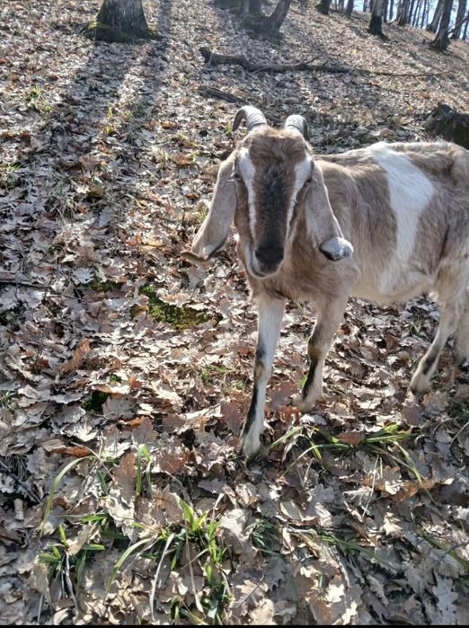 Vând capre AngloLubiane și Alpine Franceze