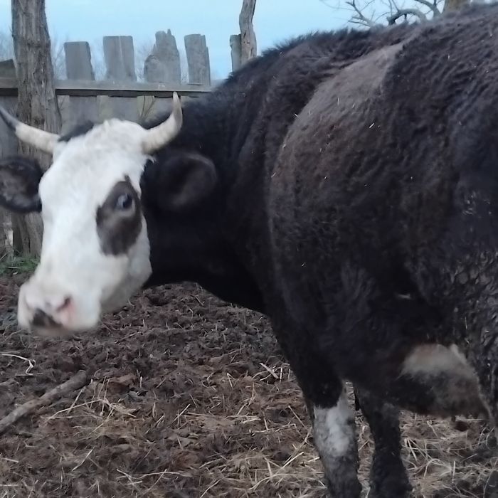 Vand vaca la a doua fatare