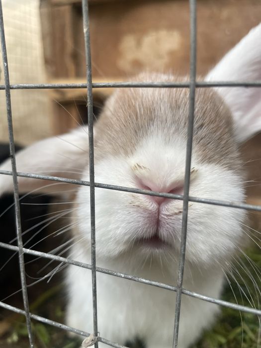 Карликовые кролики