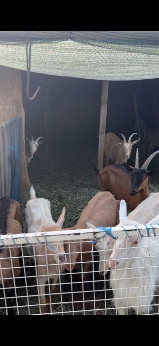 Vand capre si iezi