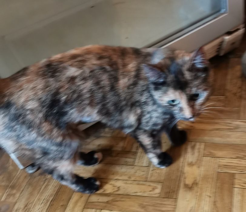 Кошечка в добрые руки