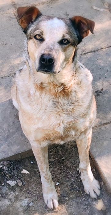 Catei pentru adoptie